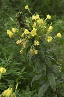Flora-Nachtkerze-20100815-29.jpg