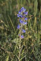 Flora-Natterkopf-20050621-13.jpg