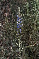 Flora-Natternkopf-20050620-36.jpg