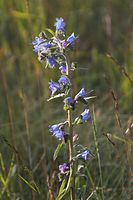 Flora-Natternkopf-20050621-12.jpg