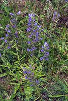 Flora-Natternkopf-20070626-210a.jpg