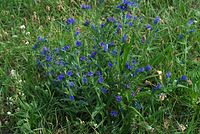 Flora-Natternkopf-20070721-64.jpg