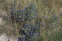 Flora-Natternkopf-20070805-25.jpg