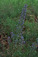 Flora-Natternkopf-20090531-74.jpg