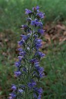 Flora-Natternkopf-20090531-76.jpg