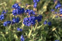 Flora-Ochsenzunge-200107-66.jpg