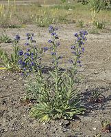 Flora-Ochsenzunge-20070506-72.jpg