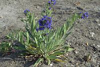 Flora-Ochsenzunge-20070506-75.jpg
