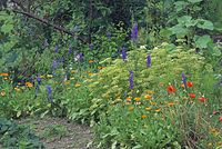 Flora-Petersilie-20070624-276a.jpg