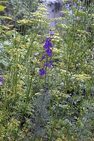 Flora-Petersilie-20070626-119a.jpg