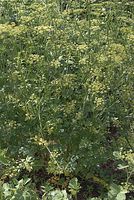 Flora-Petersilie-20070626-302a.jpg