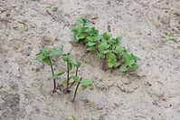 Flora-Pfefferminze-20140507-118.jpg