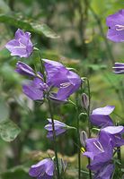 Flora-Pfirsichblaettrige_Glockenblume-20100613-011.jpg