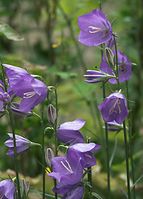 Flora-Pfirsichblaettrige_Glockenblume-20100613-012.jpg