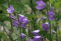 Flora-Pfirsichblaettrige_Glockenblume-20100613-013.jpg