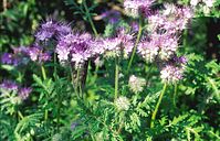 Flora-Phacelia-199706-12.jpg