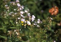 Flora-Phlox-19990800-19.jpg