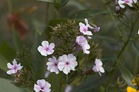 Flora-Phlox-20060821-21.jpg
