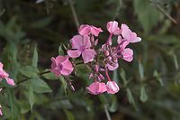 Flora-Phlox-20060821-22.jpg