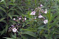 Flora-Phlox-20070622-177a.jpg