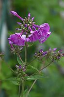 Flora-Phlox-20110703-16.jpg