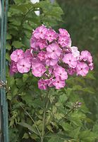 Flora-Phlox-20110710-60-01.jpg