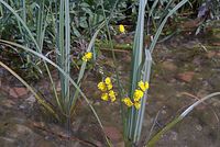 Flora-Pippau-20070624-342.jpg