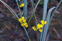 Flora-Pippau-20070624-343a.jpg