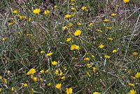 Flora-Pippau-20070626-241a.jpg