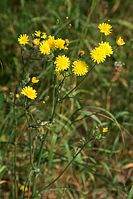 Flora-Pippau-20100703-23.jpg