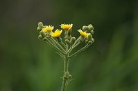 Flora-Pippau-20120715-238.jpg