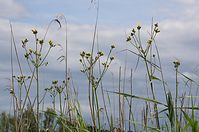 Flora-Pippau-20120715-242.jpg