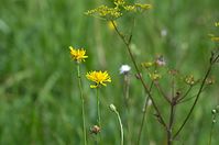 Flora-Pippau-20120728-23.jpg