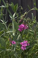 Flora-Platterbse-20060625-14.jpg