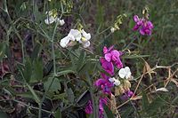 Flora-Platterbse-20070617-29a.jpg