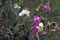 Flora-Platterbse-20070617-30a.jpg