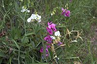 Flora-Platterbse-20070617-31a.jpg