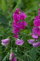 Flora-Plattererbse-20110703-62.jpg