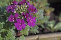 Flora-Primel-20050625-18.jpg