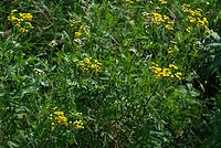 Flora-Rainfarn-20070721-30.jpg