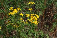 Flora-Rainfarn-20070721-33.jpg