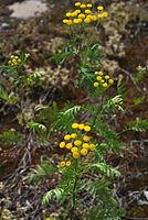 Flora-Rainfarn-20070721-34.jpg