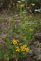 Flora-Rainfarn-20070721-35.jpg