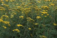 Flora-Rainfarn-20090802-125.jpg