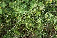Flora-Raphanus-sativus-20080906-25.jpg