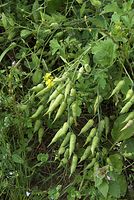 Flora-Raphanus-sativus-20080906-26.jpg