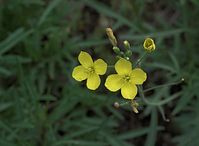 Flora-Raps-20090531-35.jpg