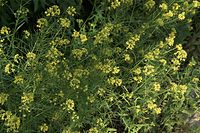 Flora-Raps-20090531-94.jpg