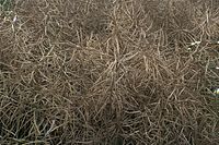 Flora-Raps-20090712-40.jpg