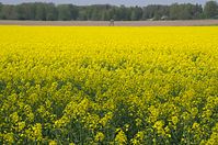 Flora-Raps-20140422-133.jpg